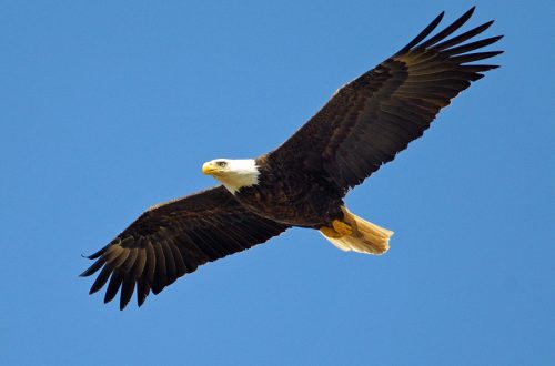A fearless eagle