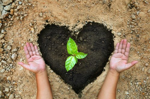 A plant growing in a hole shaped like a heart