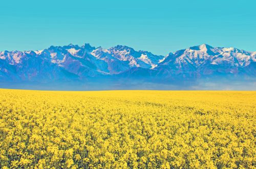 Bright yellow mustard field