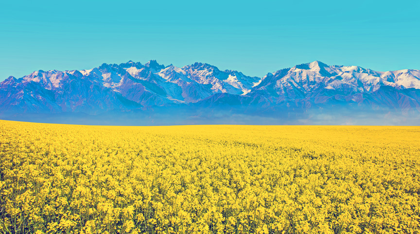 Bright yellow mustard field