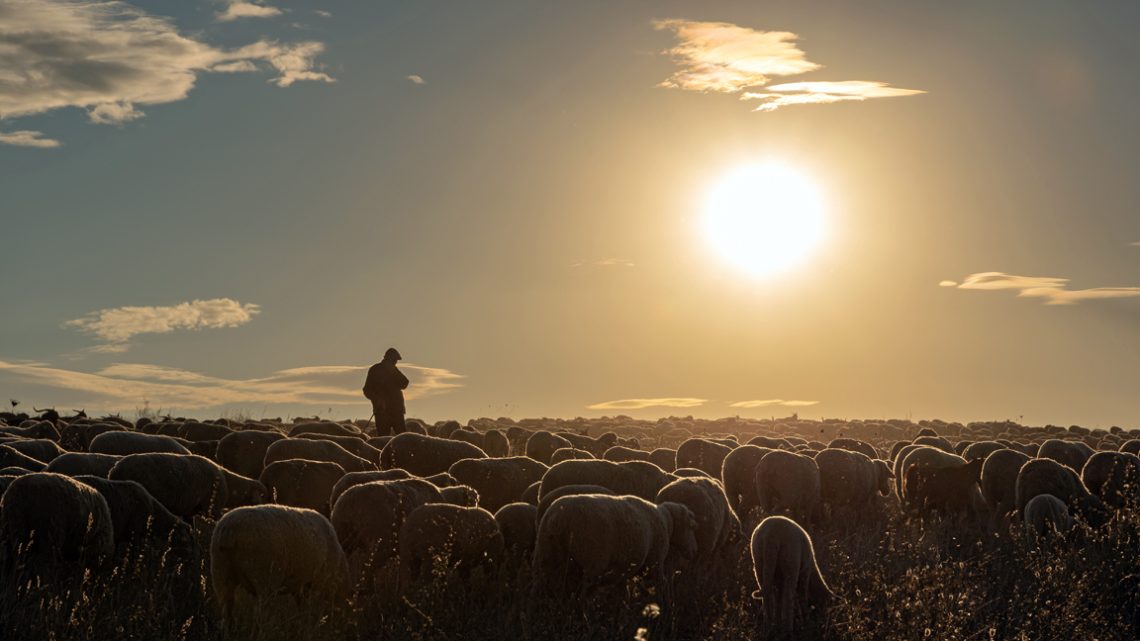 A shepherd and his herd