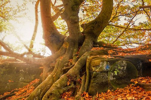 A large tree with roots showing
