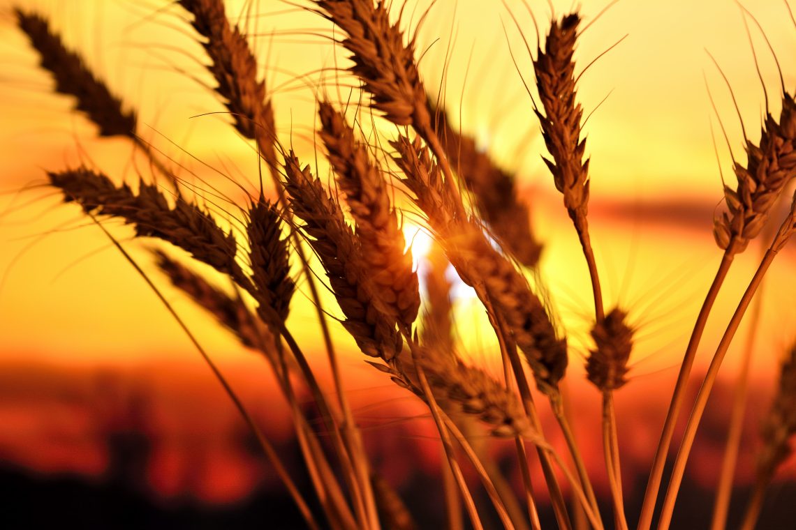 Ears of wheat in the field with evening light.