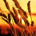 Ears of wheat in the field with evening light.