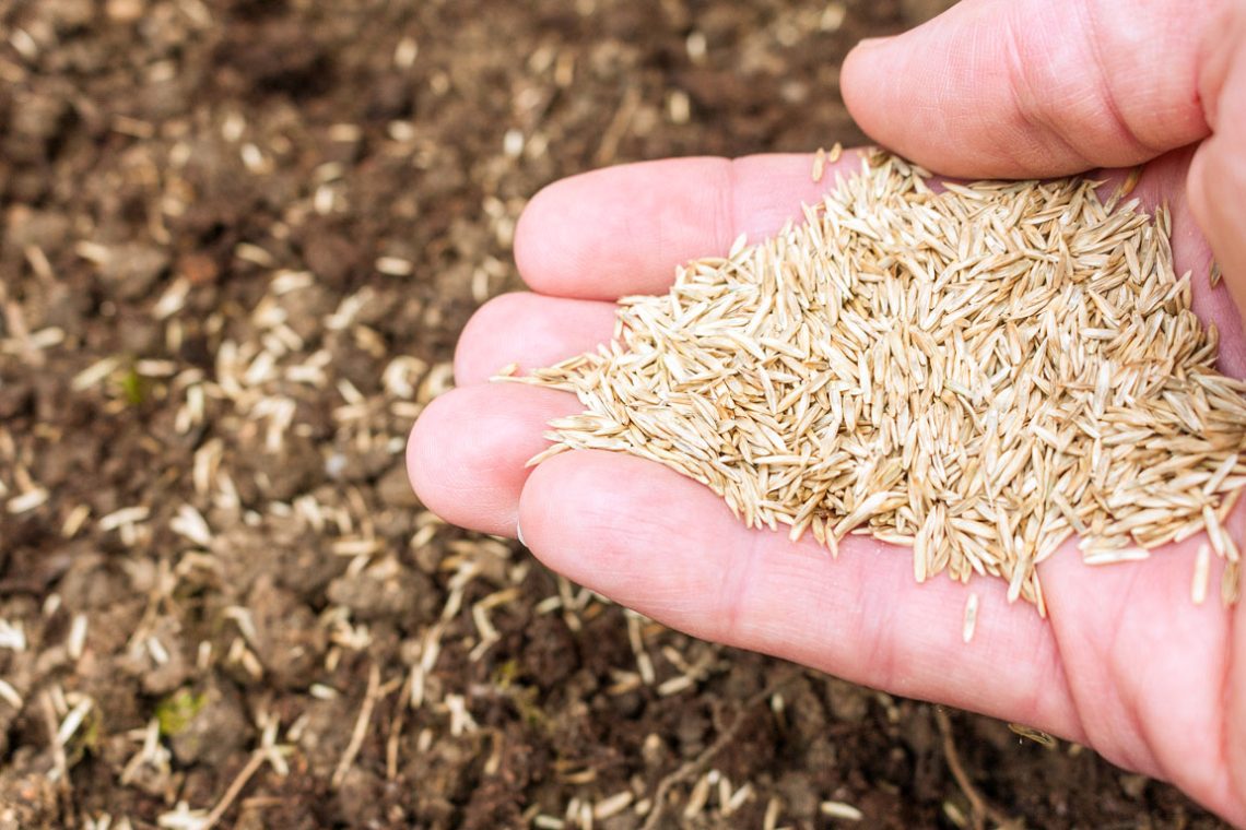 A caucasian hand holding grass seed above soil