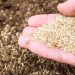 A caucasian hand holding grass seed above soil