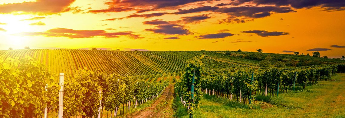 Vineyard hills with a sunrise