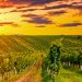 Vineyard hills with a sunrise