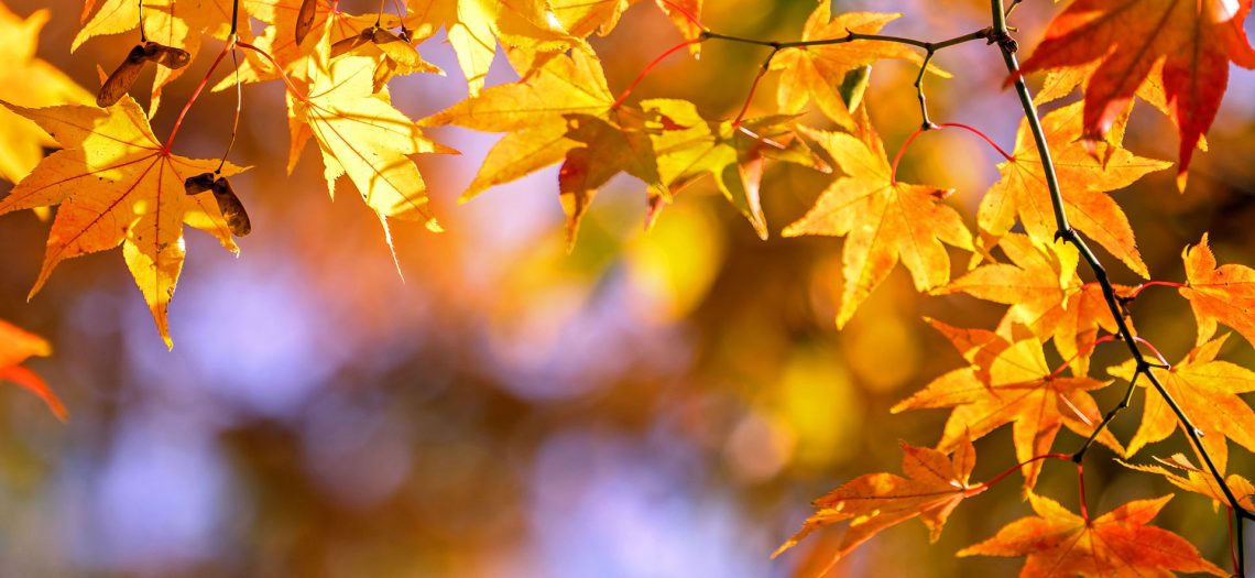 Beautiful maple leaves in autumn sunny day in foreground and blurry background