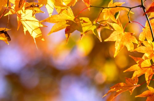 Beautiful maple leaves in autumn sunny day in foreground and blurry background