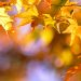 Beautiful maple leaves in autumn sunny day in foreground and blurry background