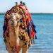 A camel with a colorful saddle on the beach