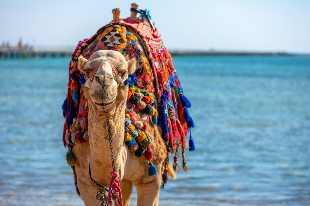 A camel with a colorful saddle on the beach