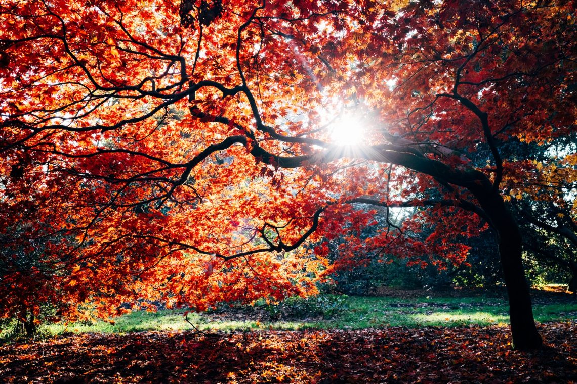 Sun shining through a tree which has orange leaves