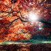 Sun shining through a tree which has orange leaves