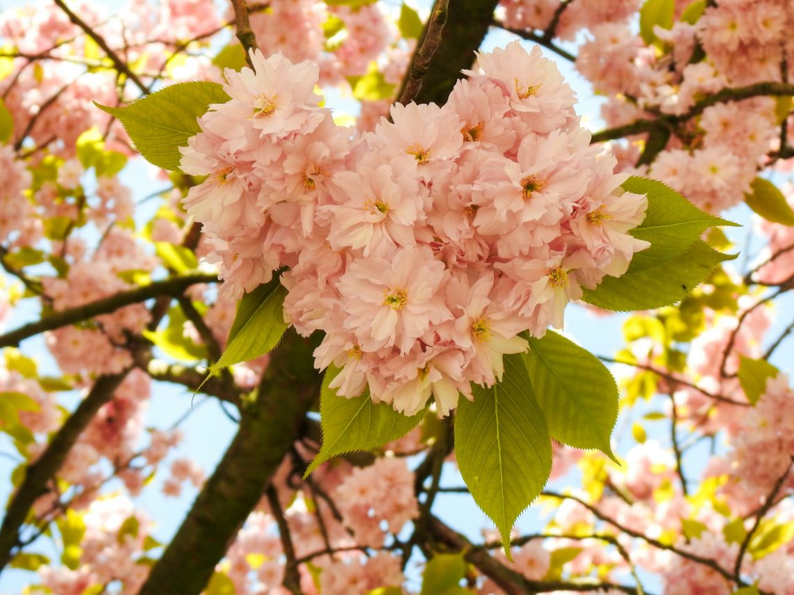 Pink flowers making the shape of a heart