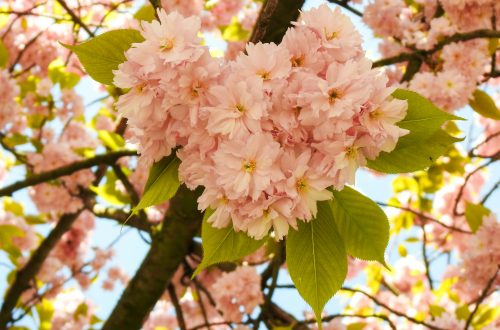 Pink flowers making the shape of a heart