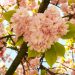Pink flowers making the shape of a heart