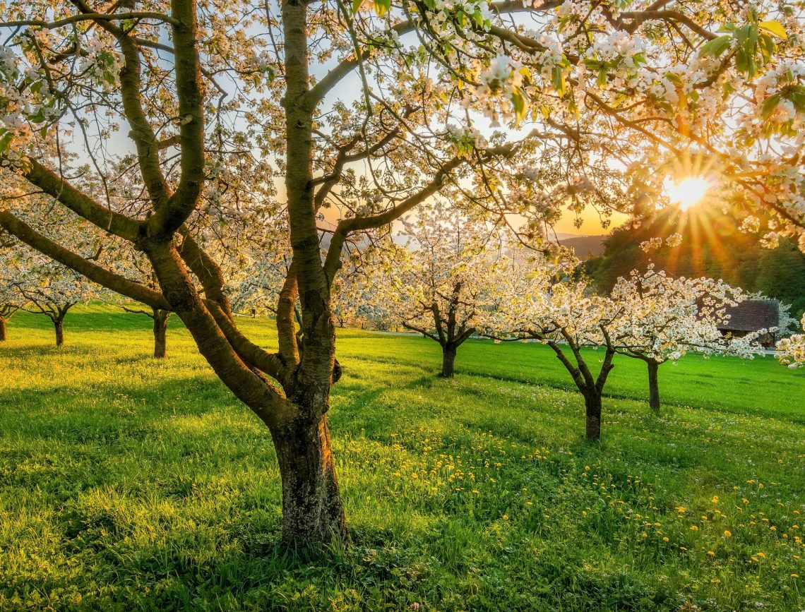 Cherry trees backlit