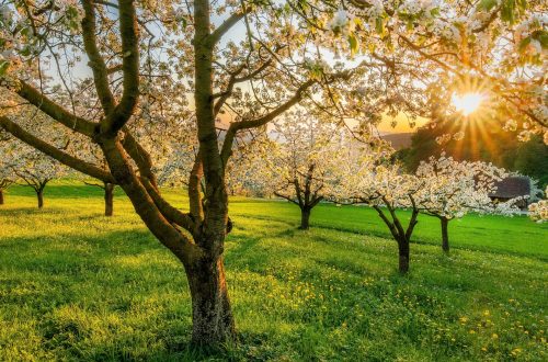 Cherry trees backlit