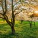 Cherry trees backlit
