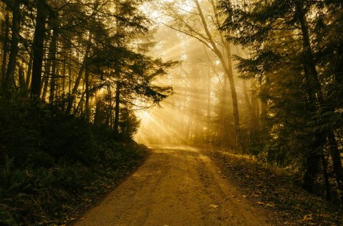 Sunlight streaming through the trees onto a dirt path