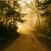 Sunlight streaming through the trees onto a dirt path