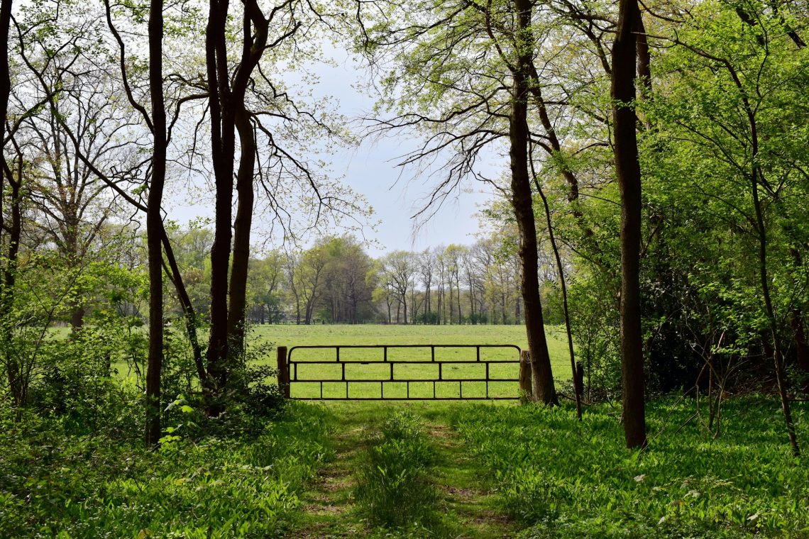 A closed gate in front of a field