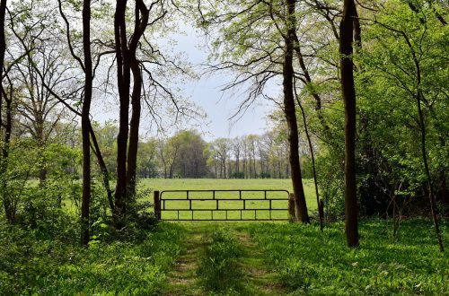 A closed gate in front of a field