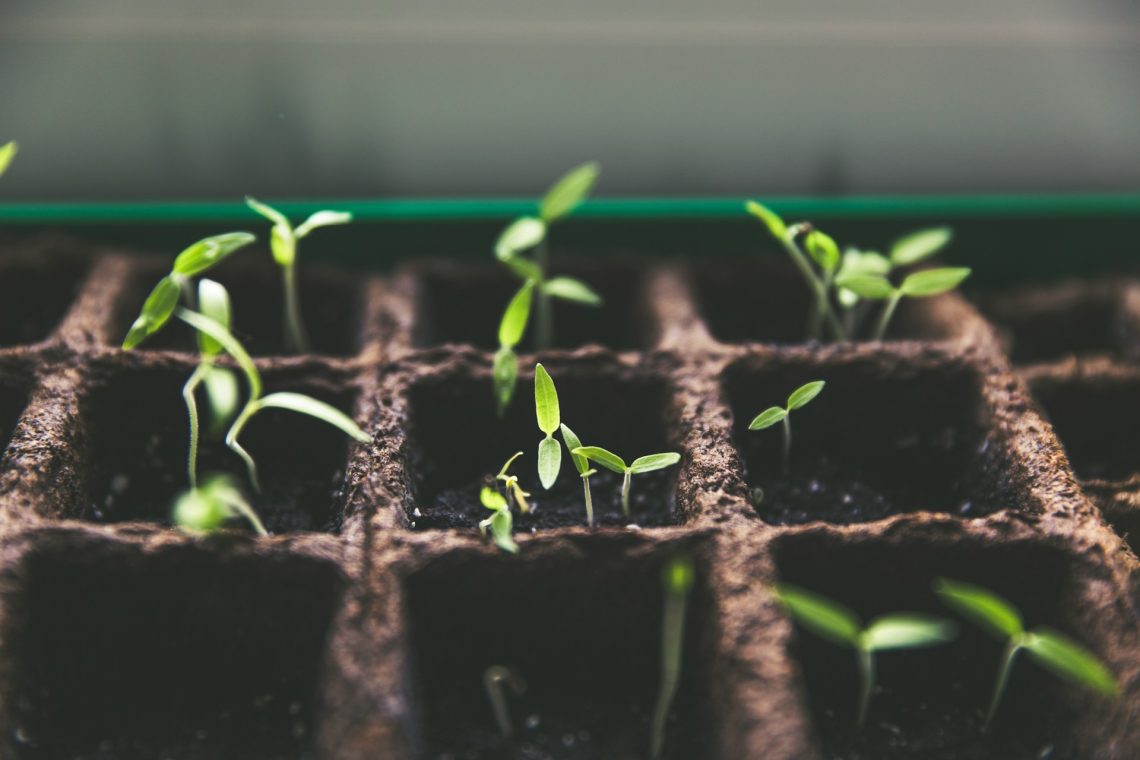 A tray of soil and young plants