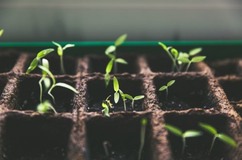 A tray of soil and young plants