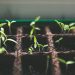 A tray of soil and young plants