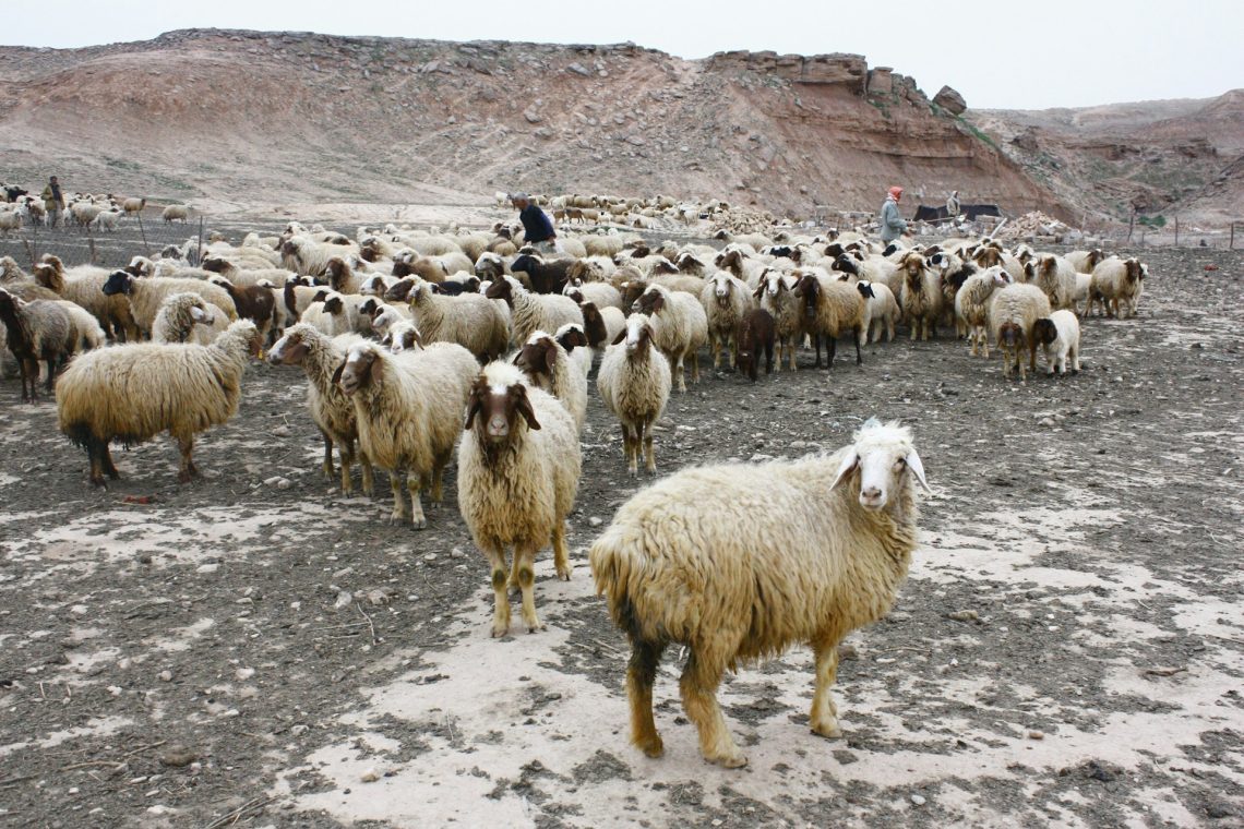 Flock of sheep in the wilderness