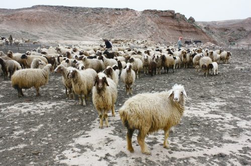 Flock of sheep in the wilderness