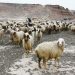 Flock of sheep in the wilderness