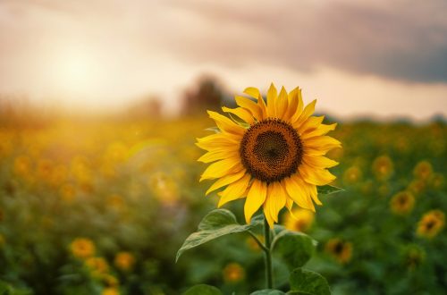 Tall sunflower in a field of sunflowers