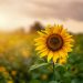 Tall sunflower in a field of sunflowers