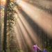 Mom and daughter walk in the woods