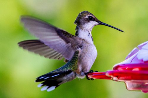 Hummingbird landing on a feeder