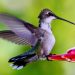 Hummingbird landing on a feeder
