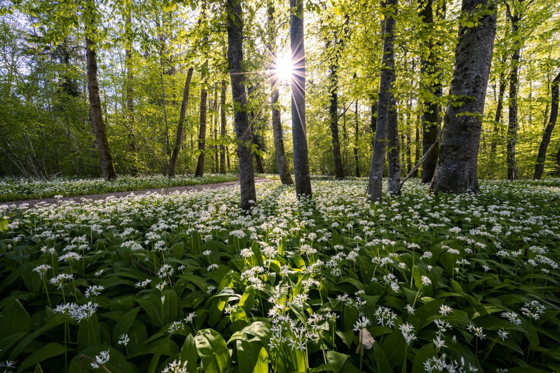 A forest with white flowers and a sunrise