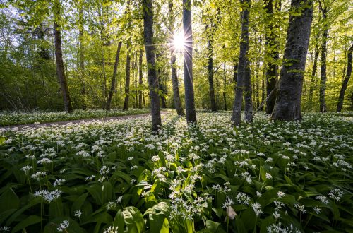 A forest with white flowers and a sunrise