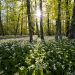 A forest with white flowers and a sunrise