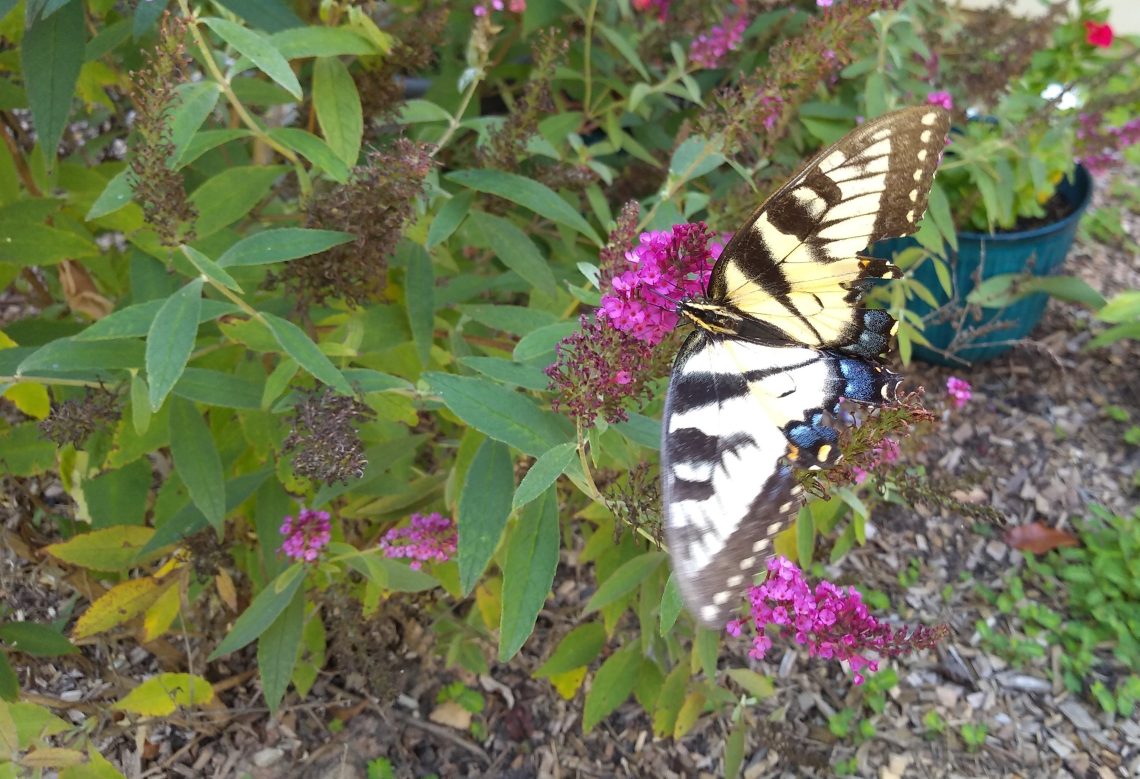 Swallowtail butterfly with partial wings