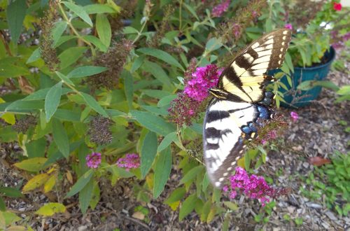 Swallowtail butterfly with partial wings