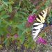 Swallowtail butterfly with partial wings