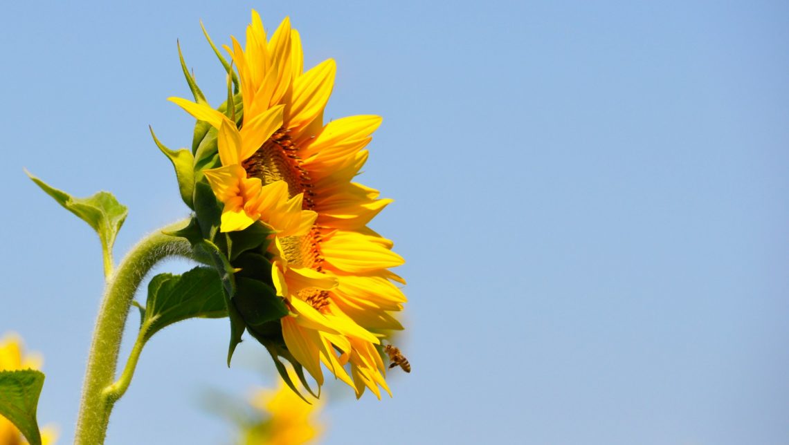 A sunflower pointed toward the sun