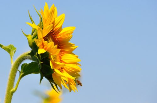A sunflower pointed toward the sun