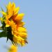A sunflower pointed toward the sun