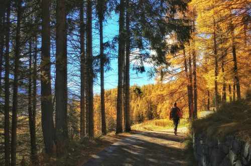 A man walking along a path in the woods during autumn